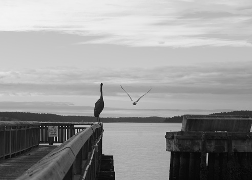 Black and white photo of a seagull flying over the water towards a heron perched on the dock