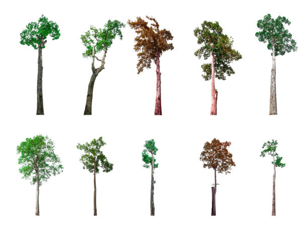 istock Collection of trees, trees isolated on white background with clipping path 1918797105