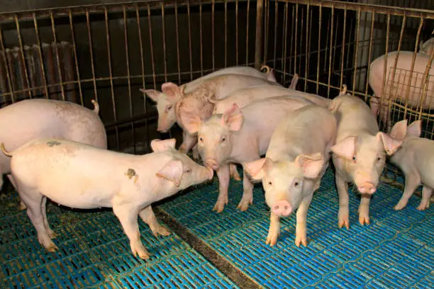 Photo of Lean hogs in a farm