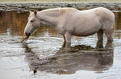 Wild horse white mare feeding on water grass in the Salt River near Mesa Arizona United States