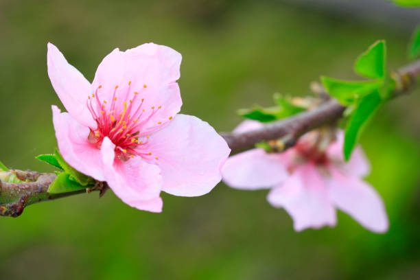 istock peach blossom in the greenhouses 1918808564
