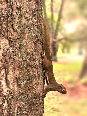 In this captivating snapshot, a nimble squirrel defies gravity as it hangs vertically on a tree trunk. With effortless agility, it clings to the bark, showcasing the remarkable flexibility and strength of these arboreal acrobats. The furry creature's bushy tail adds a touch of elegance to the scene, swaying gracefully in the air as it skillfully navigates its vertical haven. The dappled sunlight highlights the intricate textures of the tree bark, creating a harmonious backdrop for this mesmerizing display of nature's ingenuity and the squirrel's enchanting charm.