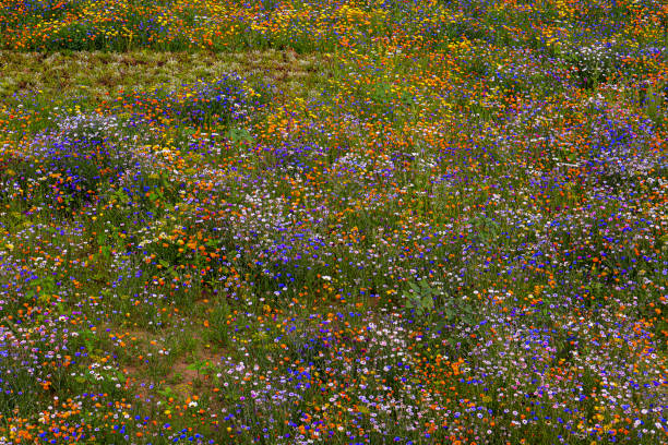 A meadow of vibrant summer flowers