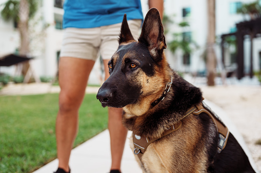 An obedient German Shepard service dog sits on a park path beside his unrecognizable male owner on a beautiful day in Florida.