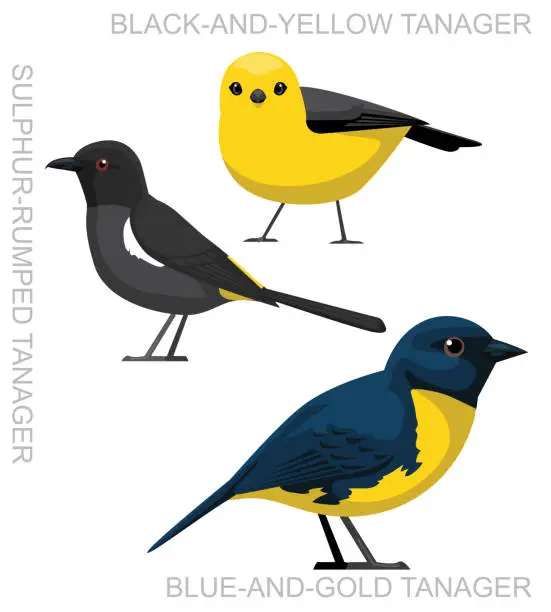 Vector illustration of Cute Bird Tanager Yellow Costa Rica Set Cartoon Vector