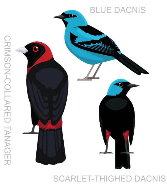 Vector illustration of Cute Bird Tanager Dacnis Costa Rica Set Cartoon Vector