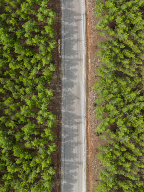 istock Top down view of road through forest at sunrise 1918851908