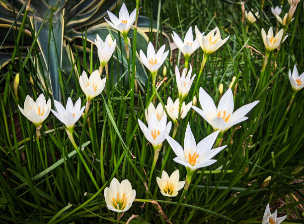 istock Beautiful white flower in green leaves 1918852451