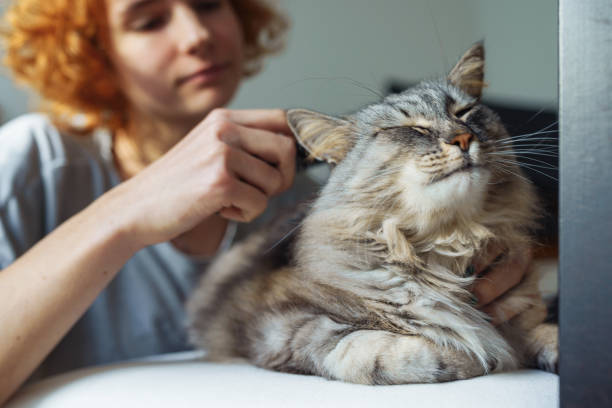istock domestic cat grooming 1918864705