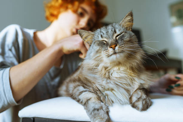 istock domestic cat grooming 1918864773