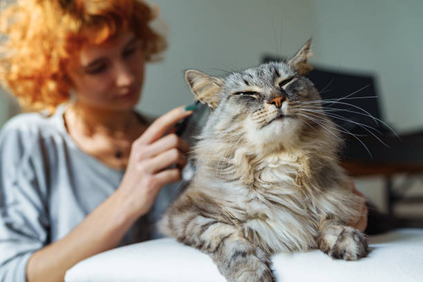 istock domestic cat grooming 1918864891