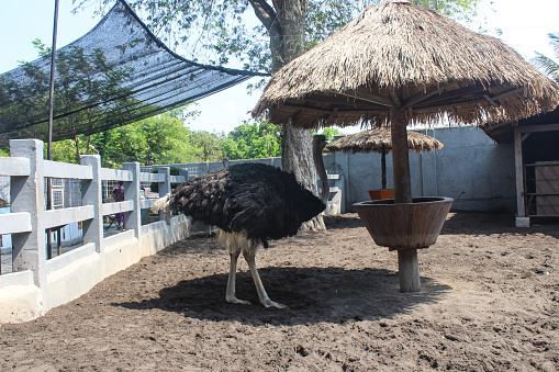 The ostrich (Struthio camelus) is the largest living bird. Warm-blooded animals, have wings and bodies covered with feathers