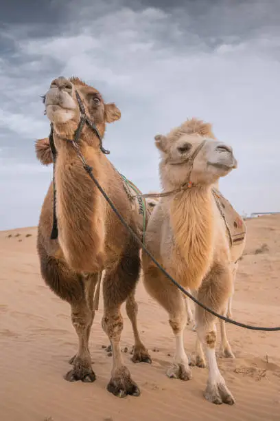 Two camels posing in the desert, Inner-Mongolia, China. Blue sky with copy space for text