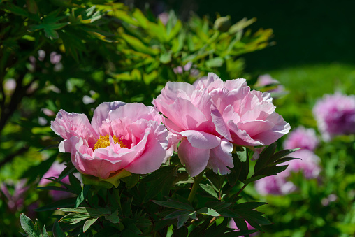 blooming pink peony with leaves in the garden in the rays of the sun. Spring garden. High quality photo