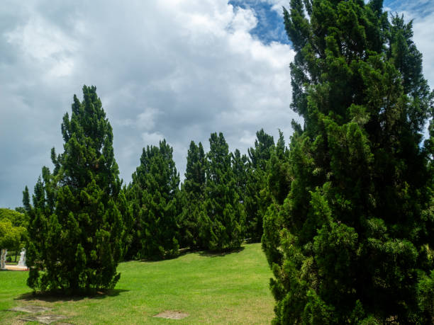 istock Shady central parks and trees 1918865454