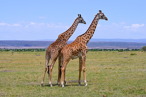 Two male giraffes competing for dominance over a herd of females in Maasai Mara National Nature reserve in Kenya, Africa