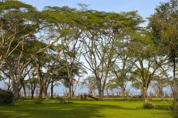 Landscape with lush vegetation in the area of Lake Naivasha, Kenya stock photo