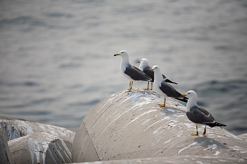 Seagull sitting on the breakwater