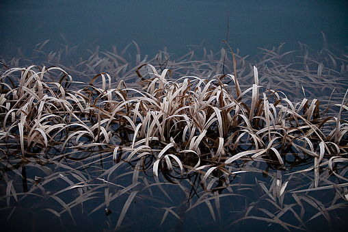 winter reeds