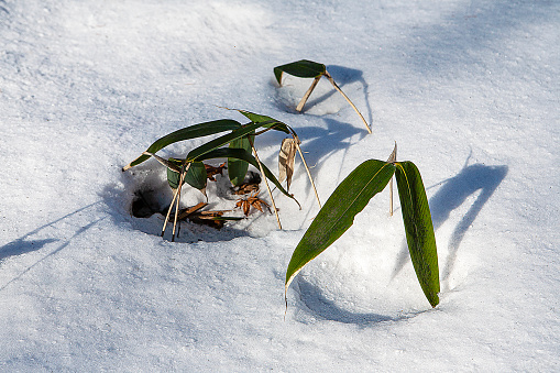 Bamboo leaves in the snow field