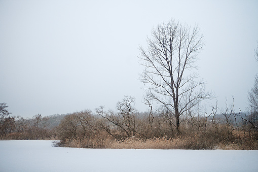 Icy tree in a foggy forest