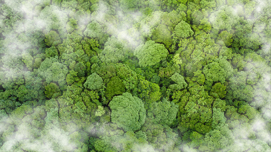 Rainforest ecosystem and healthy environment concept.  Aerial top view forest tree and background, Texture of green tree forest view from above.