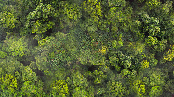 Rainforest ecosystem and healthy environment concept.  Aerial top view forest tree and background, Texture of green tree forest view from above.