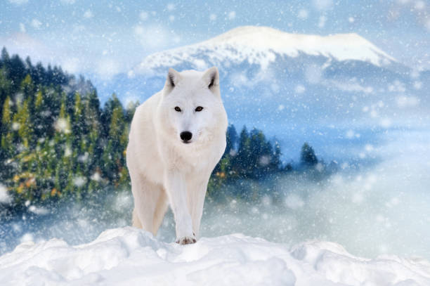istock Arctic wolf in the winter mountain 1918929618