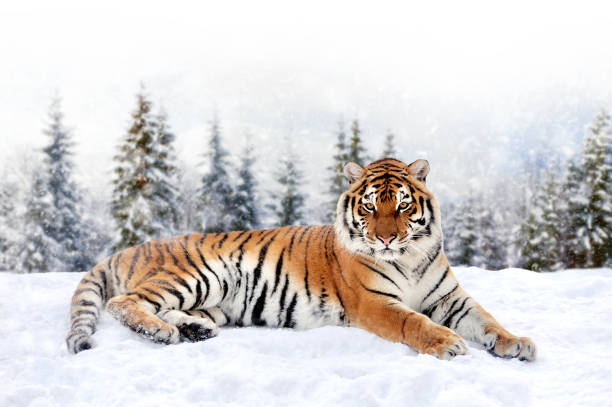 istock Tiger in the winter forest.  Wild predators in natural environment 1918929622