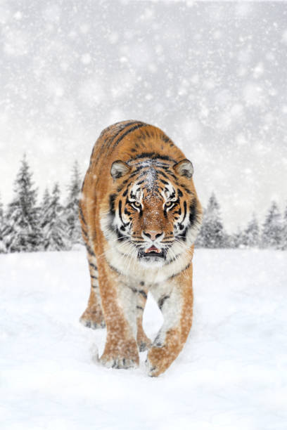 istock Tiger in the winter forest.  Wild predators in natural environment 1918929623