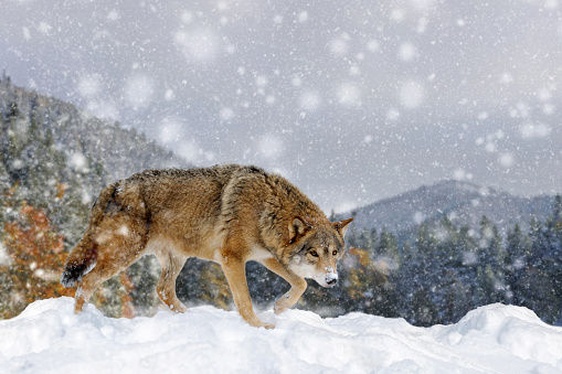Gray wolf, Canis lupus in the winter mountain. Wolf in the nature habitat