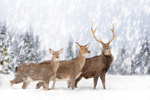 Two roe deers in the winter forest with snowfall. Animal in natural habitat. Wildlife scene