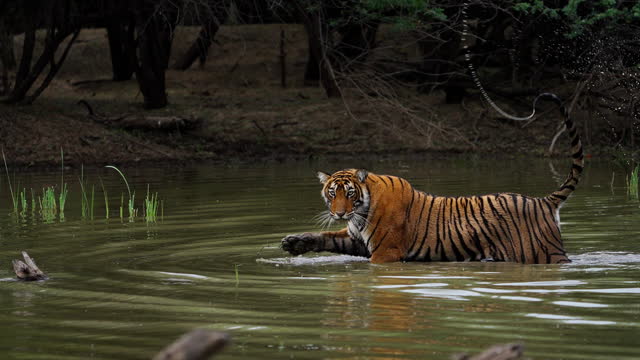 A wild beautiful Royal Bengal Female Tiger Panthera Tigris swimming in a pool of water in Indian forest