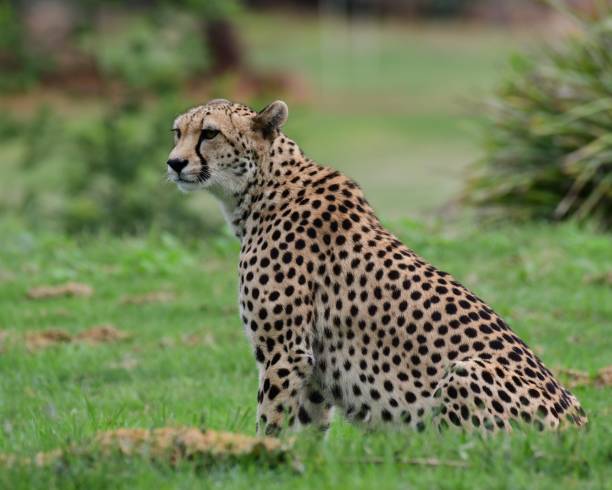 istock Cheetah in the zoo 1918945395