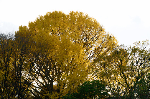 This is a scene of autumn foliage in Japan, where the colors of green, yellow, and red change from tree to tree and leaf to leaf. The photos were taken in casual and ordinary places in Tokyo and the city of Kamakura.