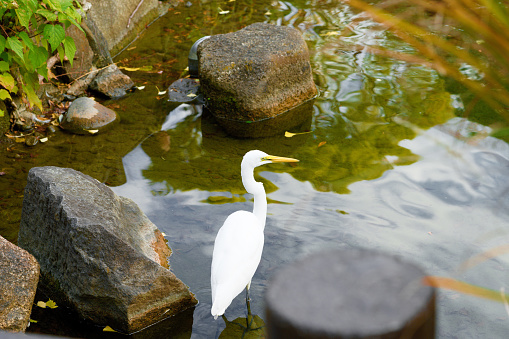 I found a white heron in a pond at a park in Shinagawa Ward, Tokyo. It is leisurely resting by the pond. As it is autumn, it is likely hunting small fish here and preparing for the winter ahead.