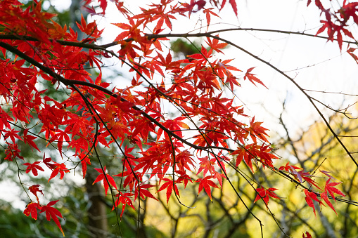 This is a scene of autumn foliage in Japan, where the colors of green, yellow, and red change from tree to tree and leaf to leaf. The photos were taken in casual and ordinary places in Tokyo and the city of Kamakura.