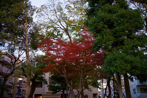 This is a scene of autumn foliage in Japan, where the colors of green, yellow, and red change from tree to tree and leaf to leaf. The photos were taken in casual and ordinary places in Tokyo and the city of Kamakura.