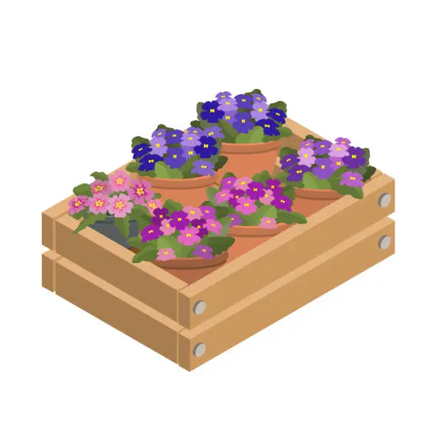 Vector illustration of Violet in a decorative box. Isometric home plants. Vector illustration.