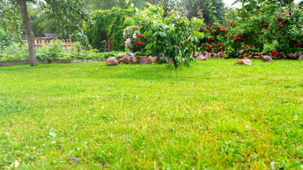 istock Backyard, mowed green lawn, background, blank for design, Beautiful lawn grass and stone background on lawn, background for design, big stone lying on lawn, sun flare, tinted image, blank for design. 1918950711