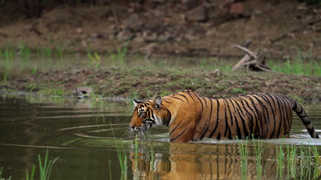 A wild beautiful Royal Bengal Female Tiger Panthera Tigris swimming in a pool of water in Indian forest