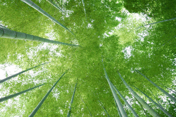 istock Bamboo in Kamakura, Japan 1918954953