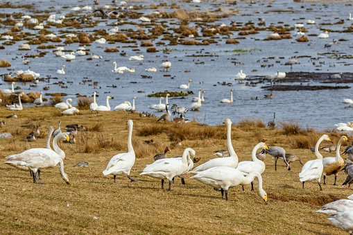 Whooper swans in a field by a lake