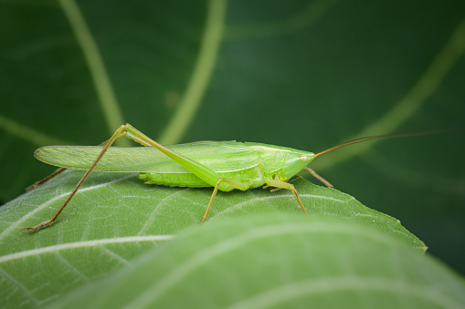 Portrait of a cone headed grasshopper (Ruspolia nitidula) sitting on a leaf, summer in Vienna (Austria)