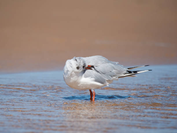 istock A black headed gull bathing on the beach in a puddle of water 1918968203