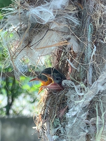 Two chick of olive-backed sunbird in nest in the garden with bokeh of tree, waiting for food from their parents in a nest which build by feather, dry grass, plastic