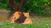 Two big wild lions relaxing on the sunny day.