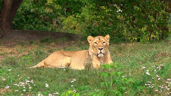 Big wild female wild lioness relaxing on the sunny day. Calm scene in the fresh air.