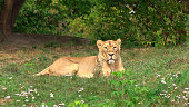Big wild female wild lioness relaxing on the sunny day.