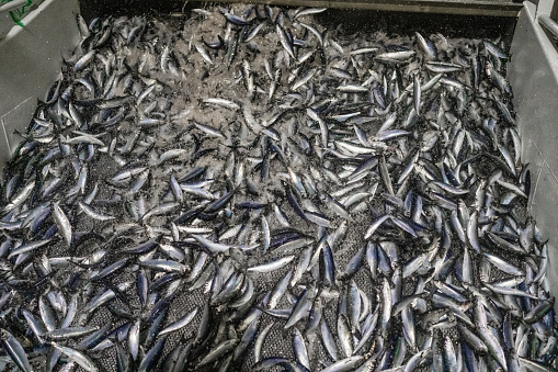 Fishing industry: huge catch of herring fish on the boat out in the water of North East Atlantic Ocean